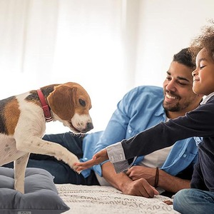 Waterproof Orthopedic Cushion Dog Bed by Bedbric