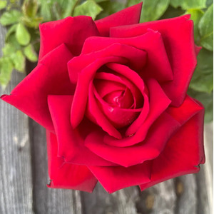 Loving Memory 5.5L Pot Crimson-Scarlet Hybrid Tea Rose - Crimson by Plants By Post