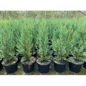 5x Juniperus Skyrocket Trees Rocky Mountain Juniper 2ft in a 3L Pots - Green by Direct Plants