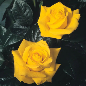 Golden Wedding Rose Bush - Deep Golden Yellow