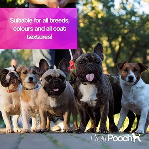 Baby Powder Fragrance Dog Shampoo 2 Litres and Detangling Spray 250ml - Clear by Pretty Pooch