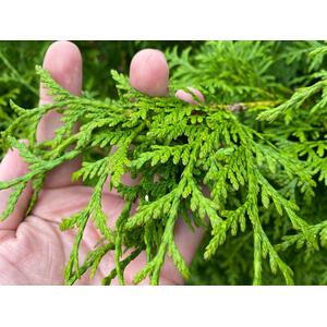 X10 Thuja Plicata Gelderland Red Cedar 4-5ft - Green by Direct Plants