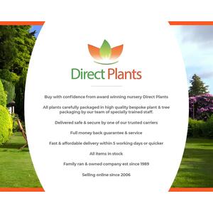 Pyracantha Mohave Red Evergreen Shrub 2-3ft Large Plant Supplied in a 3L Pot - Red by Direct Plants