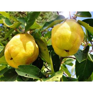 Quince Vranja Fruit Tree 6ft, 12L Pot by Directplants - Yellow by Direct Plants