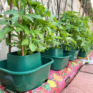 Tomato and Vegetable Growbag Pots - Green / 6 by Selections