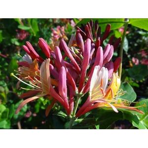 Lonicera Heckrottii Goldflame Honeysuckle Plant 3-4ft, 3L Pot - Pink by Direct Plants