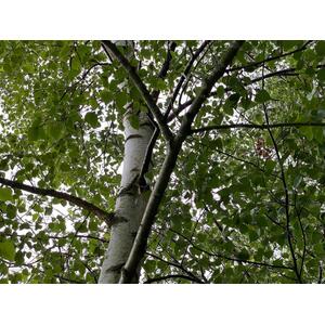 Betula Pendula Silver Birch Tree Plant - Green by Direct Plants