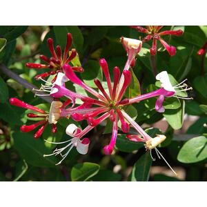 6x Mixed Large Honeysuckle Climbing Plant Selection Pack 3ft Tall - Red by Direct Plants