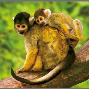 Animal Torch and Projector - Blue by JBL Global