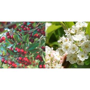 Crataegus Prunifolia Broad Leaved Cockspur Thorn Tree 6ft 7.5L Pot - green by Direct Plants