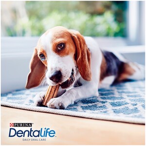 Dentalife Big Pack Sticks - Small by Dentalife