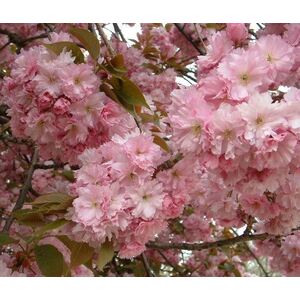 Prunus Kanzan Double Pom Pom Flowering Cherry Tree - Green by Direct Plants