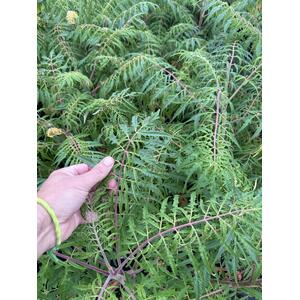 Rhus Typhina Dissecta Cut Leaf Stag Horn Sumach 5ft Large - Red by Direct Plants