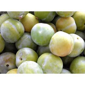 Plums Cambridge Gage Fruit Tree 5ft Tall Supplied in a 7.5 Litre Pot - Green by Direct Plants