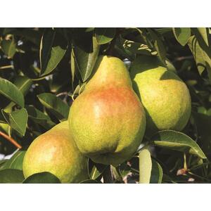 Pear Concorde Fruit Tree 6ft, 12L Pot by Directplants - Green by Direct Plants
