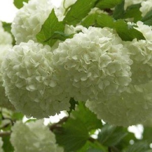 Viburnum Opulus Roseum Snowball Tree 3-4ft 3 Litre Pot - White by Direct Plants