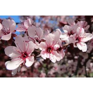 Prunus Nigra Cistena Patio Flowering Tree 3-4ft 7.5L Pot - Pink by Direct Plants