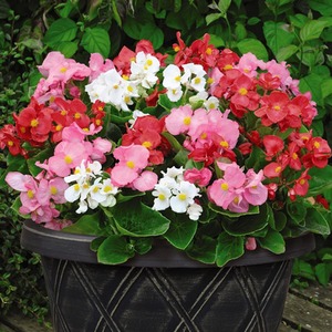 Begonia F1 Lotto Mixed Garden Ready Plants - Green by Thompson and Morgan