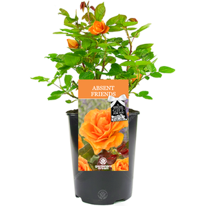 Absent Friend Rose Bush - Orange by Gardeners Dream