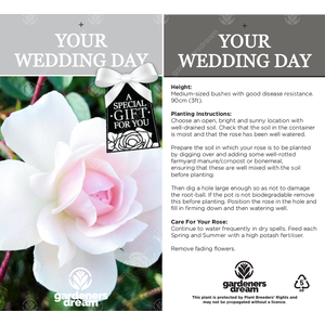 Wedding Day Rose Bush - White by Gardeners Dream