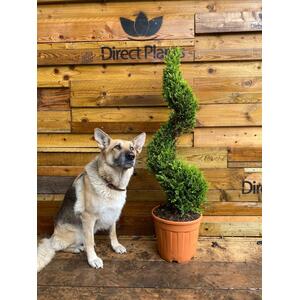 Spiral Cupressocyparis Castlewellan Gold 100cm - Green by Direct Plants
