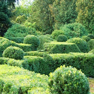 Buxus sempervirens Box Hedging - Green / 5 by Thompson and Morgan