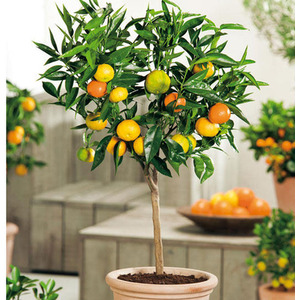 Orange Citrus Fruit Tree by Thompson & Morgan