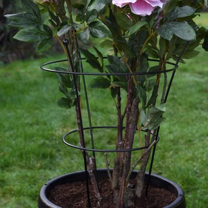 Large Peony or Herbaceous Plant Frame by Thompson & Morgan