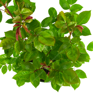 New Born Baby Rose Bush - White by Gardeners Dream