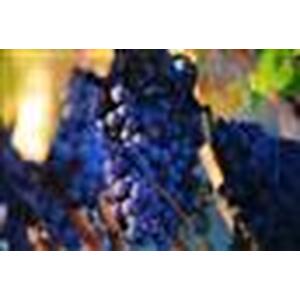 Vitis Boskoop Glory Black Grape Vine Climbing Fruit Plant 3-4ft 3L Pot - black by Direct Plants