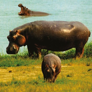 Animal Torch and Projector - Blue by JBL Global