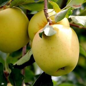 Apple Golden Delicious Fruit Tree 6ft, 12L Pot by Directplants - Green by Direct Plants