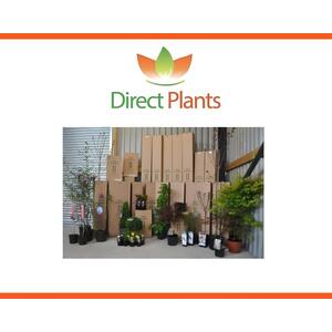 Pyracantha Mohave Red Evergreen Shrub 2-3ft Large Plant Supplied in a 3L Pot - Red by Direct Plants