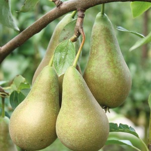 Pear Pyrus Mini Conference Fruit Tree - Green by Thompson & Morgan