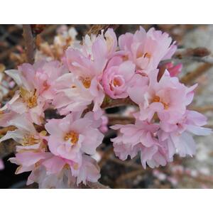 Prunus Autumnalis Rosea Flowering Cherry 5-6ft, 7.5L Pot - pink by Direct Plants