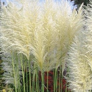 Cortaderia Selloana White Pampas Grass Plant 3-4ft in a 7.5 Litre Pot - White by Direct Plants