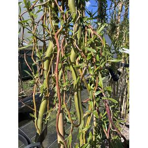 Salix Golden Curls Twisted Willow Tree 5-6ft Tall in a 7.5L Pot - Green by Direct Plants