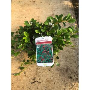 Cotoneaster Dammeri Shrubs Evergreen Ground Cover Pack of 5 Large Plants 2L Pots - White by Direct Plants