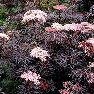 Sambucus Nigra Black Lace Shrub 3L Pot - Pink by Direct Plants