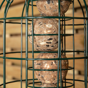 Wild Bird Fatball Fat Ball Feeder with Squirrel Guard - Green / 12 by Samuel Alexander