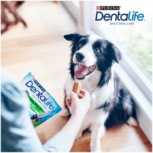Dentalife Big Pack Sticks - Medium by Dentalife