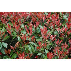 Photinia Red Robin Standard Tree 3ft in a 10 Litre Pot - Green by Direct Plants