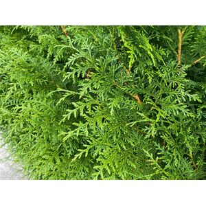 Thuja Plicata Gelderland Western Red Cedar Trees 3-4ft in 2 Litre Pots - Green / 5 by Direct Plants