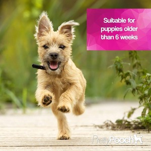 Gentle Touch Dog Shampoo and Deodorising Spray Baby Powder Fragrance - Clear by Pretty Pooch