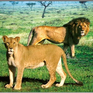 Animal Torch and Projector - Blue by JBL Global