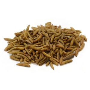 Wild Bird Wildly Tasty Dried Calci Worms 500g