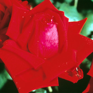 Loving Memory 5.5L Pot Crimson-Scarlet Hybrid Tea Rose - Crimson by Plants By Post