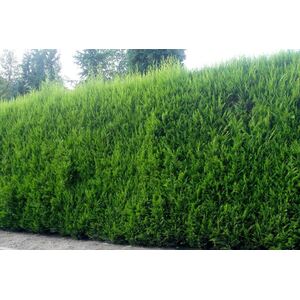 10X Leylandii Cupressocyparis Leylandii Hedging Trees 6ft 10 L Pots - Green by Direct Plants