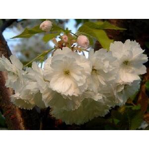 Prunus Longipes Blushing Bride Flowering Cherry Tree 5-6ft 7.5L Pot - pink by Direct Plants