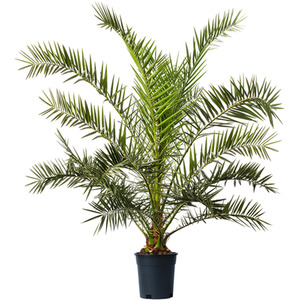 Phoenix Canariensis Palm Tree by Gardeners Dream
